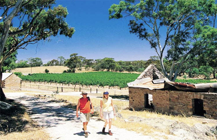 Walking the Riesling Trail Clare Valley