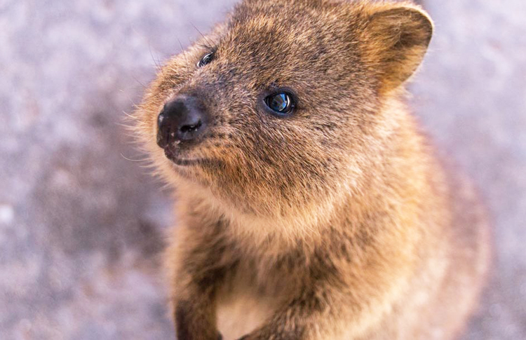 How to see a Quokka in Australia | A Visitor's Guide