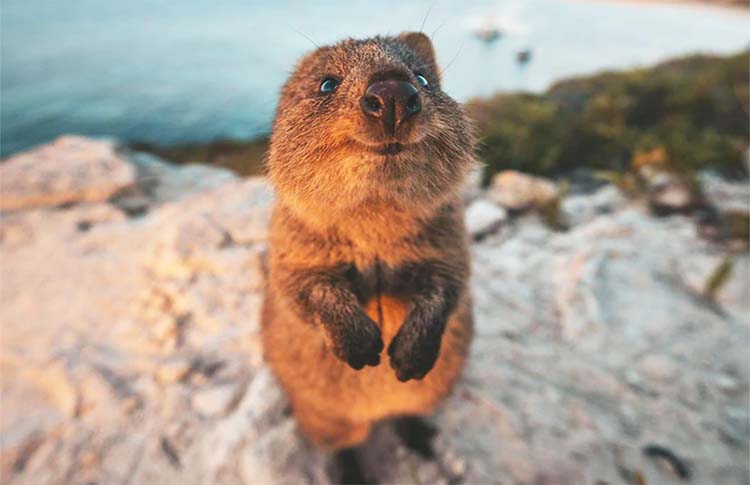 Quokka on a cliff