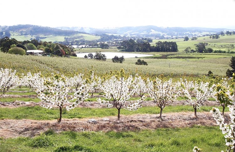 Glenburn Orchard Huon Valley