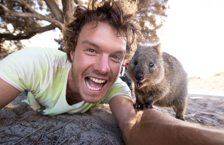 quokkas