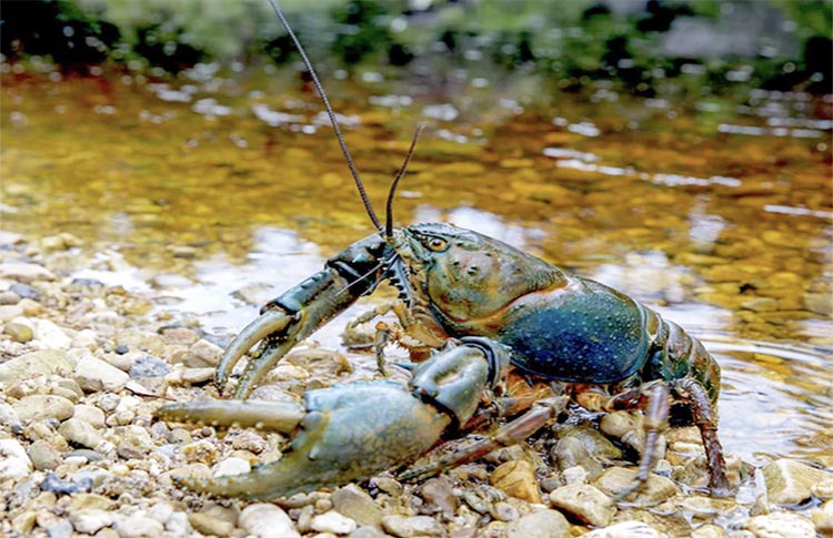 Endangered Tasmanian freshwater lobster