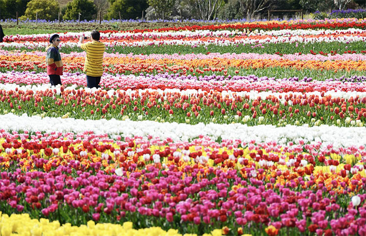 Table Cape Tulip Farm