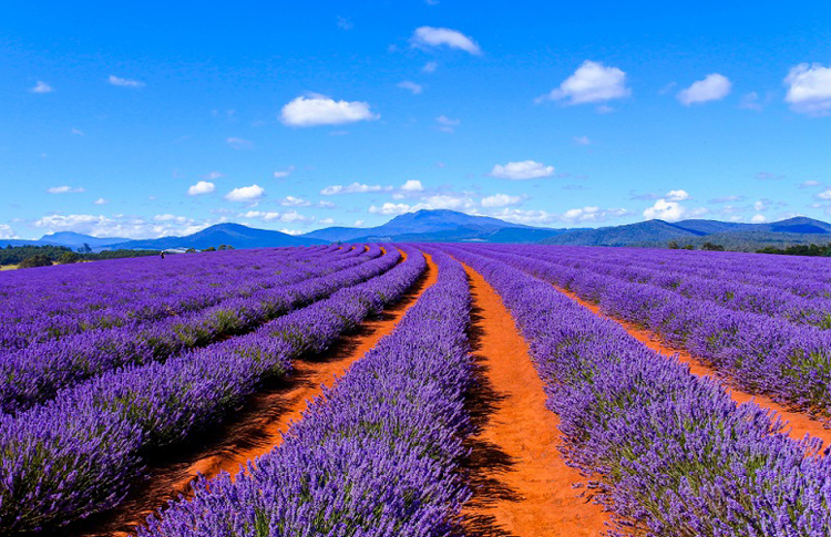 Weather Tasmania