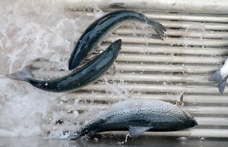 Salmon Farming in Tasmania