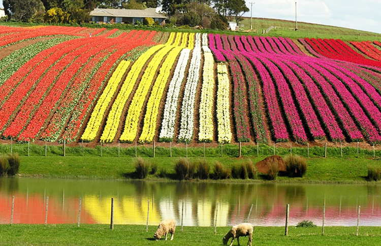 Tasmania bloomin tulip festival