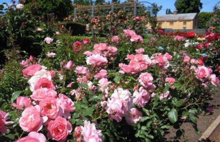 Woolmers Festival of Roses