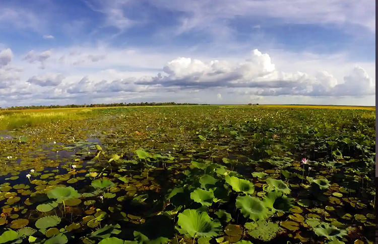 Kakadu Water Lillies