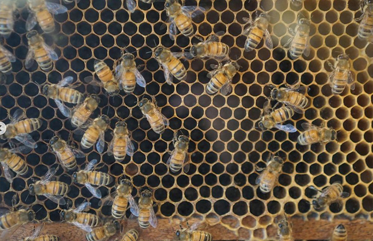Melita honey bee frames