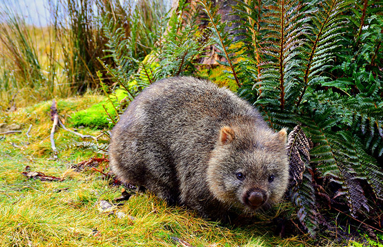 Tasmanian Wombat photo by Meg Jerrard