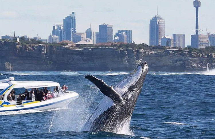 whale watching in Sydney