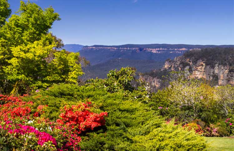 Blue Mountains azaelia in springtime