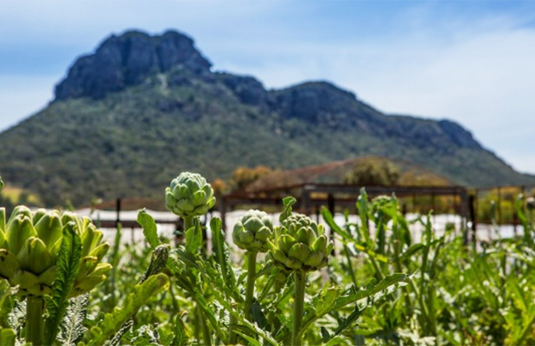 The view of Mount Sturgeon from the kitchen garden. 