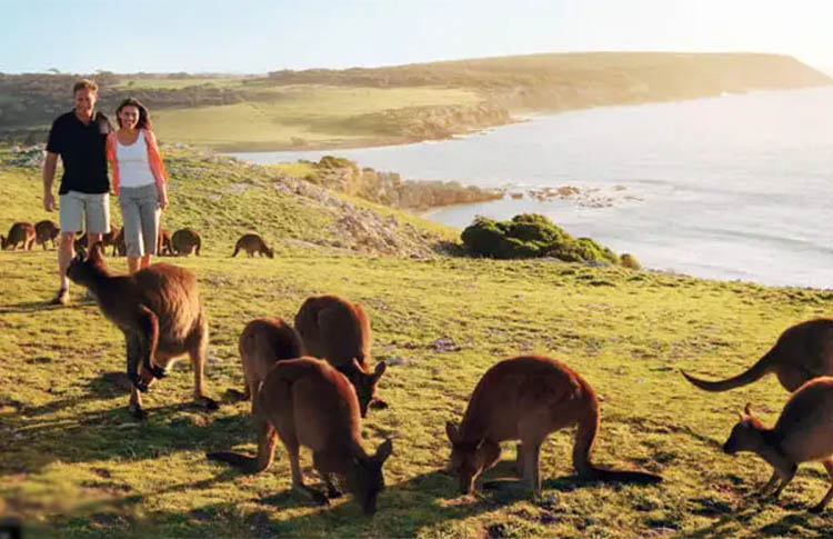 Kangaroo Island Honeymoon