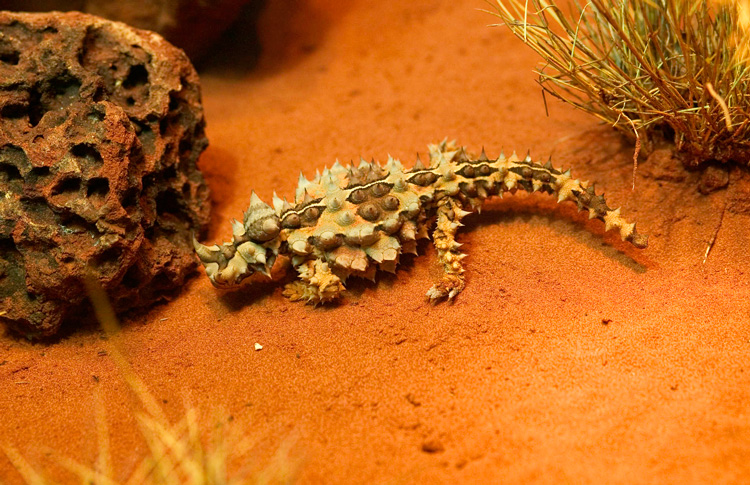 Alice Springs Reptile Park