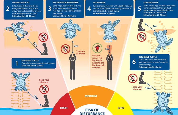 turtle hatching information guide