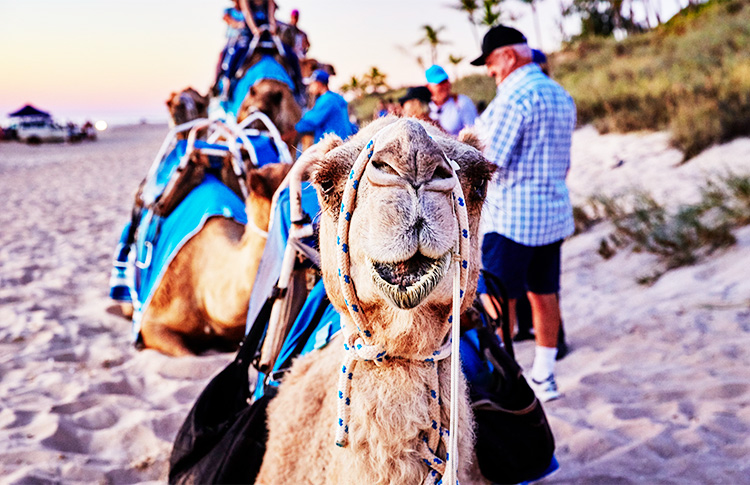 Broome Camel rides at Cable Beach