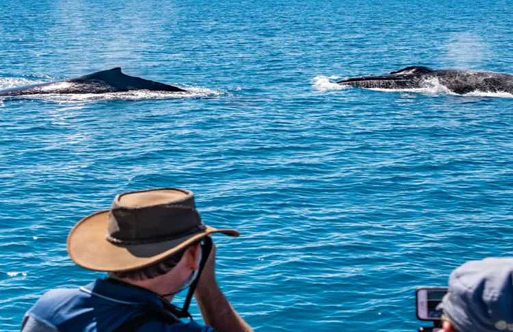 Whale watching boat tours last more than four hours and depart from Gantheaume Point in Broome