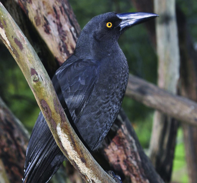 Endemic Tasmanian Black Currawong