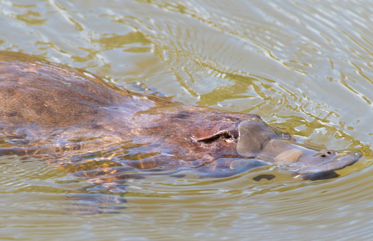 Tasmania Platypus at Cradle Mountain