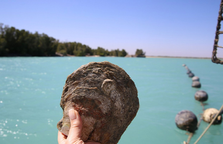 Willie Creek Pearl Farm in Broome