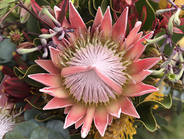 Wild flower tours