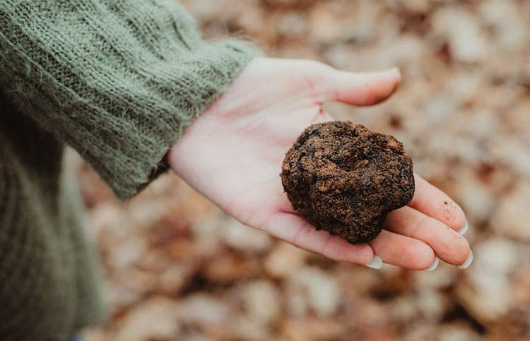 Truffles Western Australia