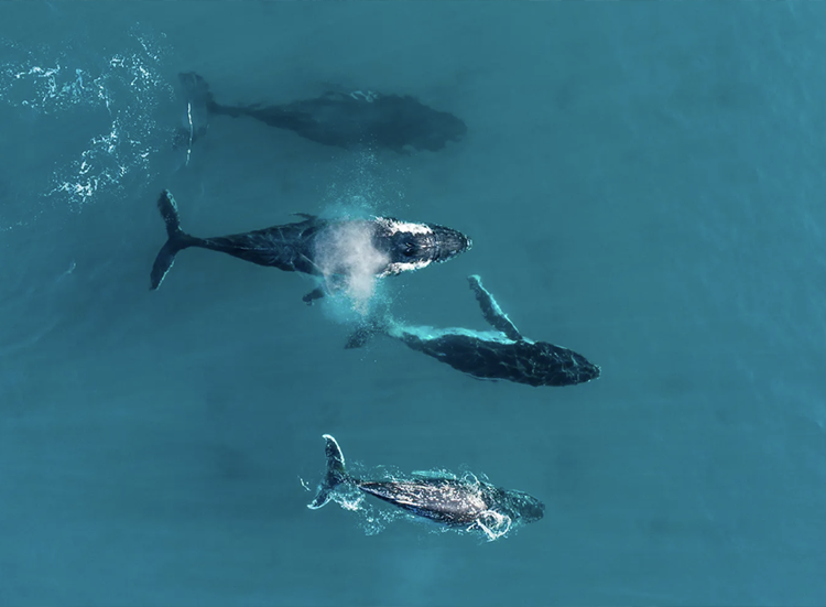 Whale watching Margaret River