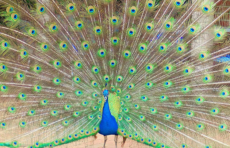 Peacock on display at the Esperance Bird and Animal Park