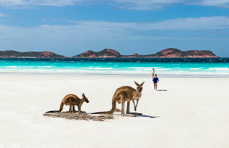 Kangaroos at Lucky Bay