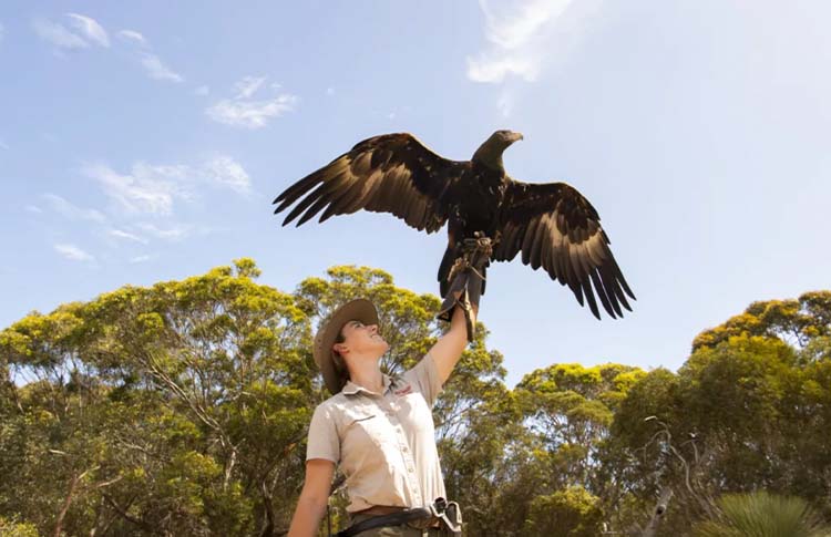 Raptor Domain Kangaroo Island