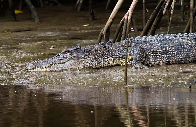 Crocodile on the banks of the Daintree River