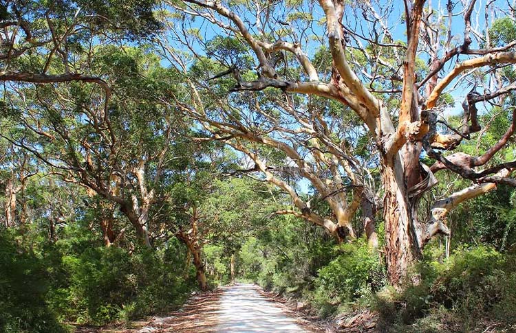 Margaret River Boranup Forest