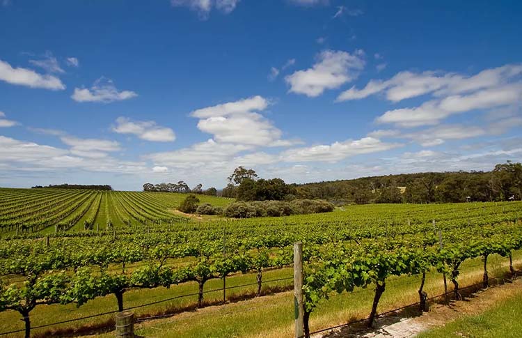 Margaret River Vineyard