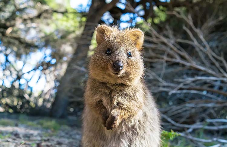 Quokka on Rottnest Island