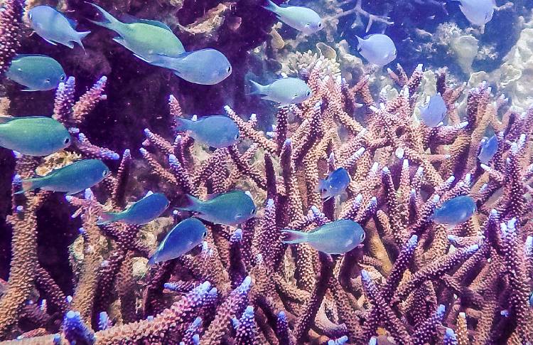 Coral Reef