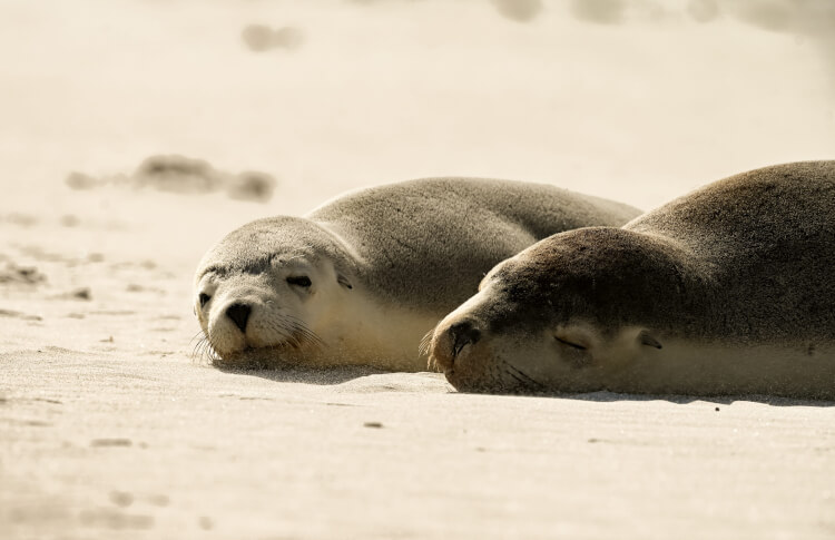 Seal Bay Conservation Park