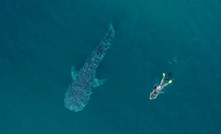 Ningaloo Coast Marine Park