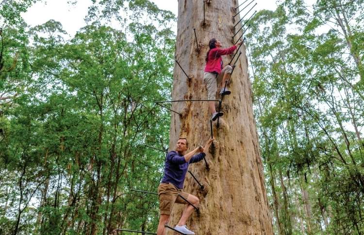 Gloucester Tree