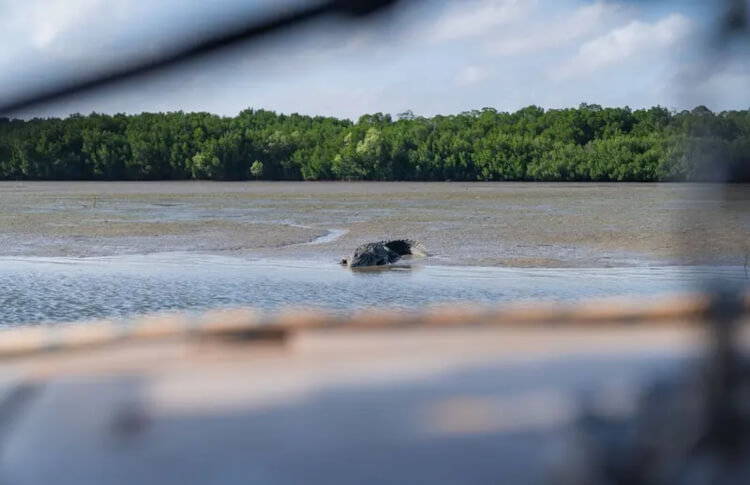 Weipa Mangroves Credit: Intrepid Travel