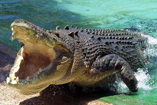 Big croc at the Australian Reptile Park