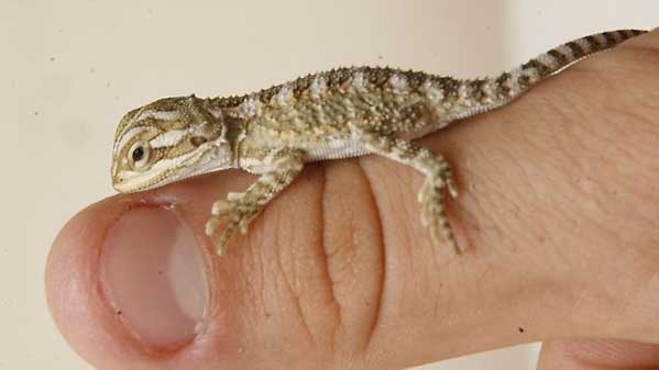 Dwarf Bearded Dragon