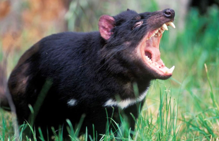 Tasmanian Devil at the Unzoo