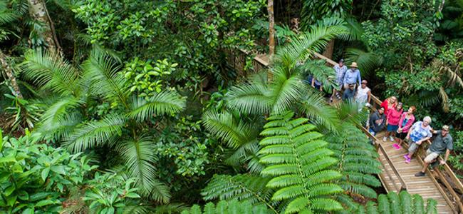 Cape Tribulation Credit: Billy Tea Safaris