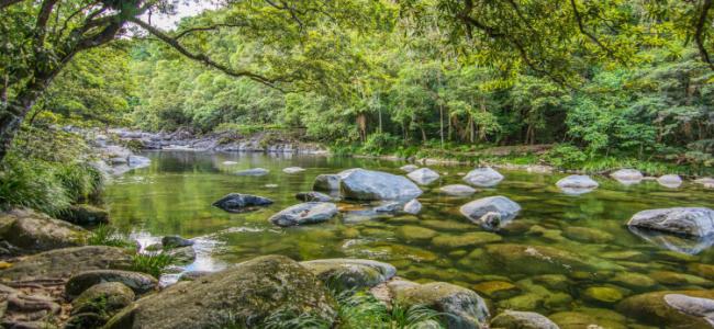Daintree River