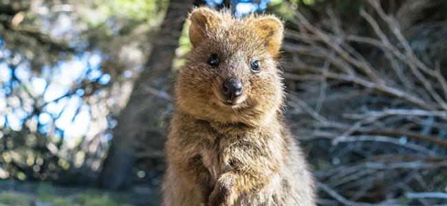Rottnest Quokka