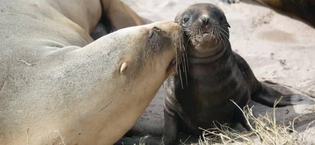 Abrolhos Islands 2