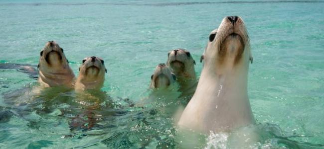 Seals