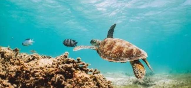 Lizard Island