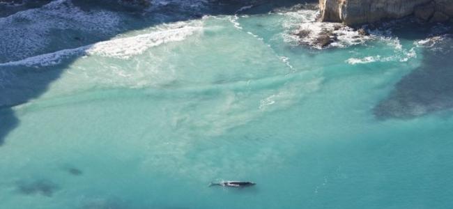 Ceduna Whale Watching
